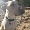 charliesdog